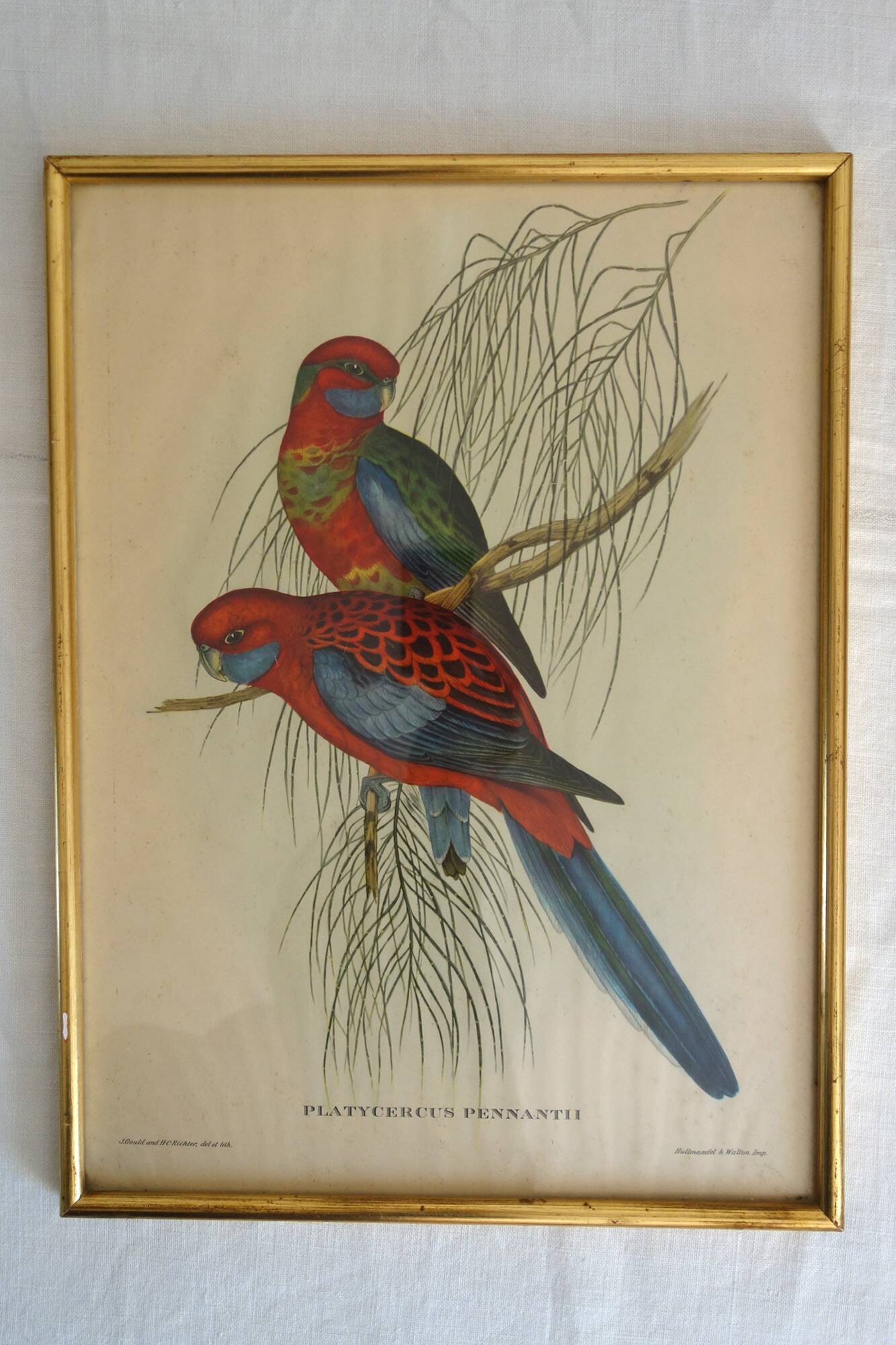 3 framed antique bird engravings
