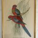 3 framed antique bird engravings