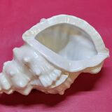 Empty cup vintage pocket shell shape conch conch shell iridescent white
