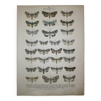 Gravure ancienne de Papillons - Lithographie de 1887 - Rufocinta - Illustration originale