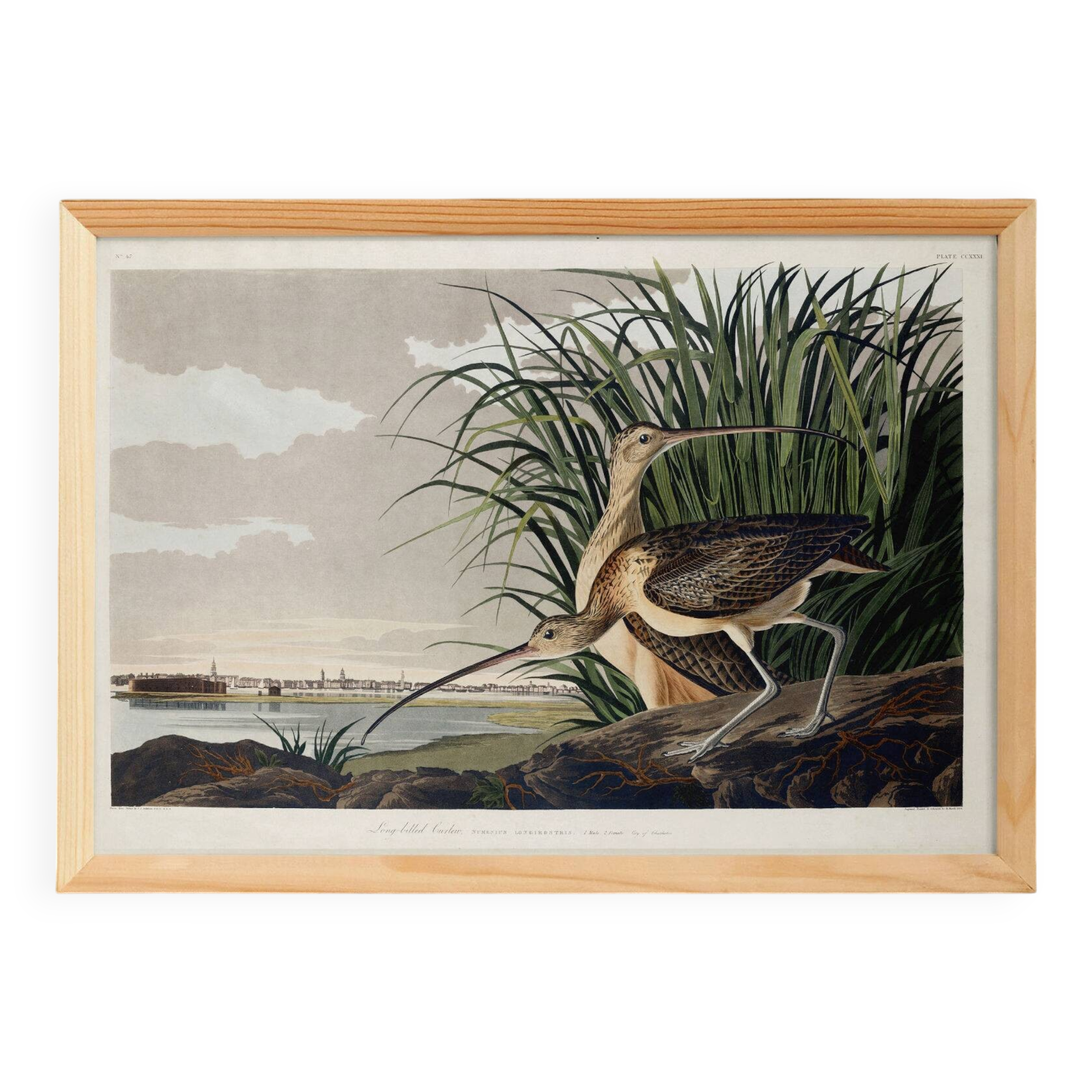 Poster about the Long-billed Curlew, based on an old engraving from 1827.