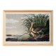 Poster about the Long-billed Curlew, based on an old engraving from 1827.