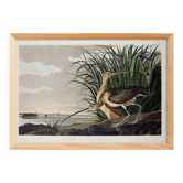 Poster about the Long-billed Curlew, based on an old engraving from 1827.