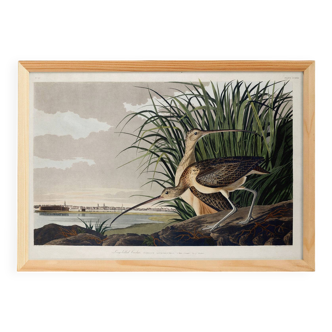 Poster about the Long-billed Curlew, based on an old engraving from 1827.