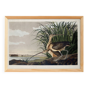 Poster about the Long-billed Curlew, based on an old engraving from 1827.
