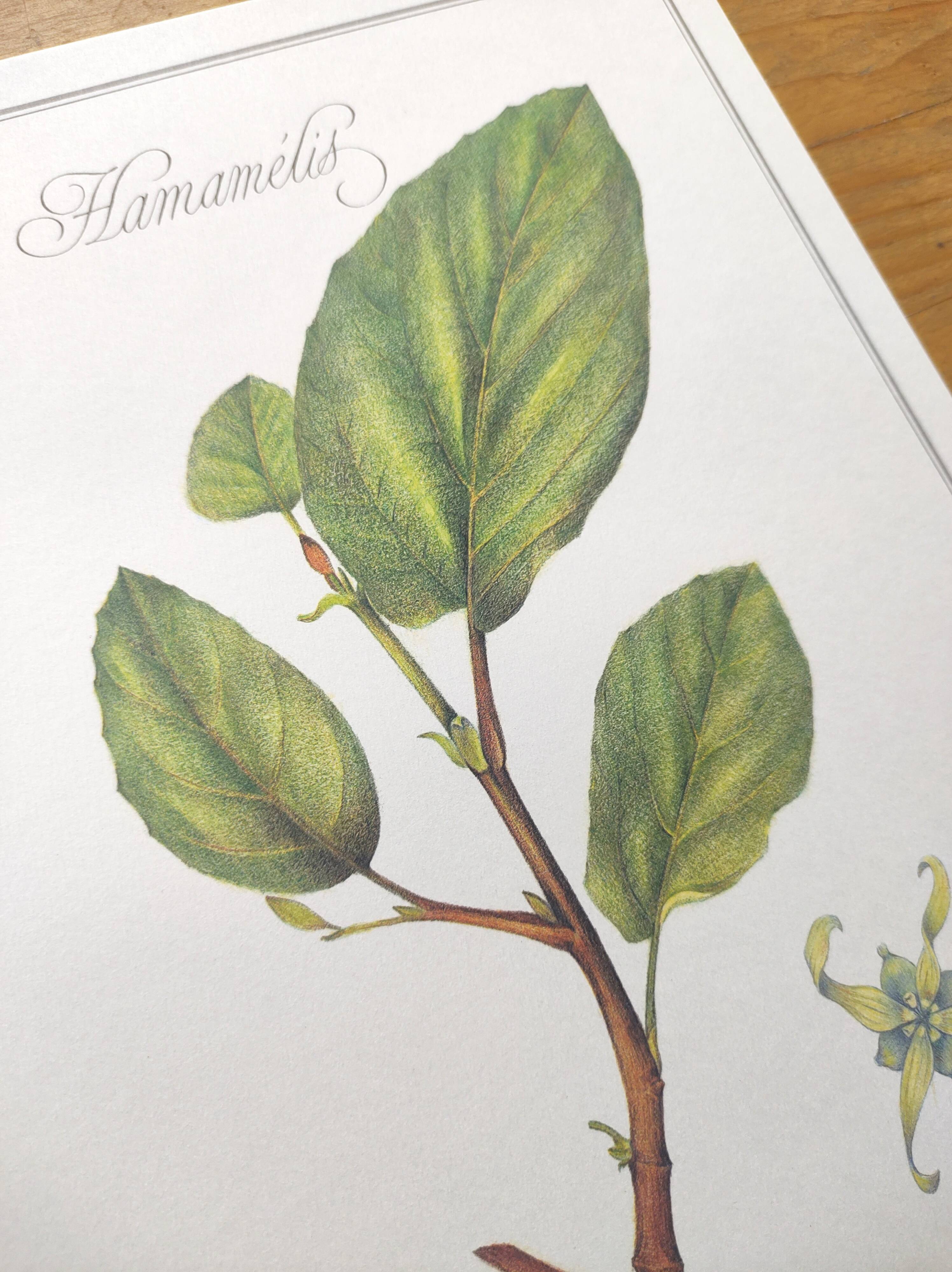 Botanical illustration - Witch hazel - Engraving of medicinal plants. Pastels by C. Michaut