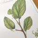 Botanical illustration - Witch hazel - Engraving of medicinal plants. Pastels by C. Michaut