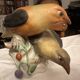 Paire d’oiseaux  sur branche, Herrend