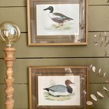 Set of two english engravings