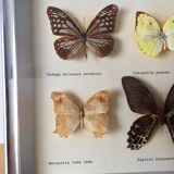 Vintage naturalized butterflies