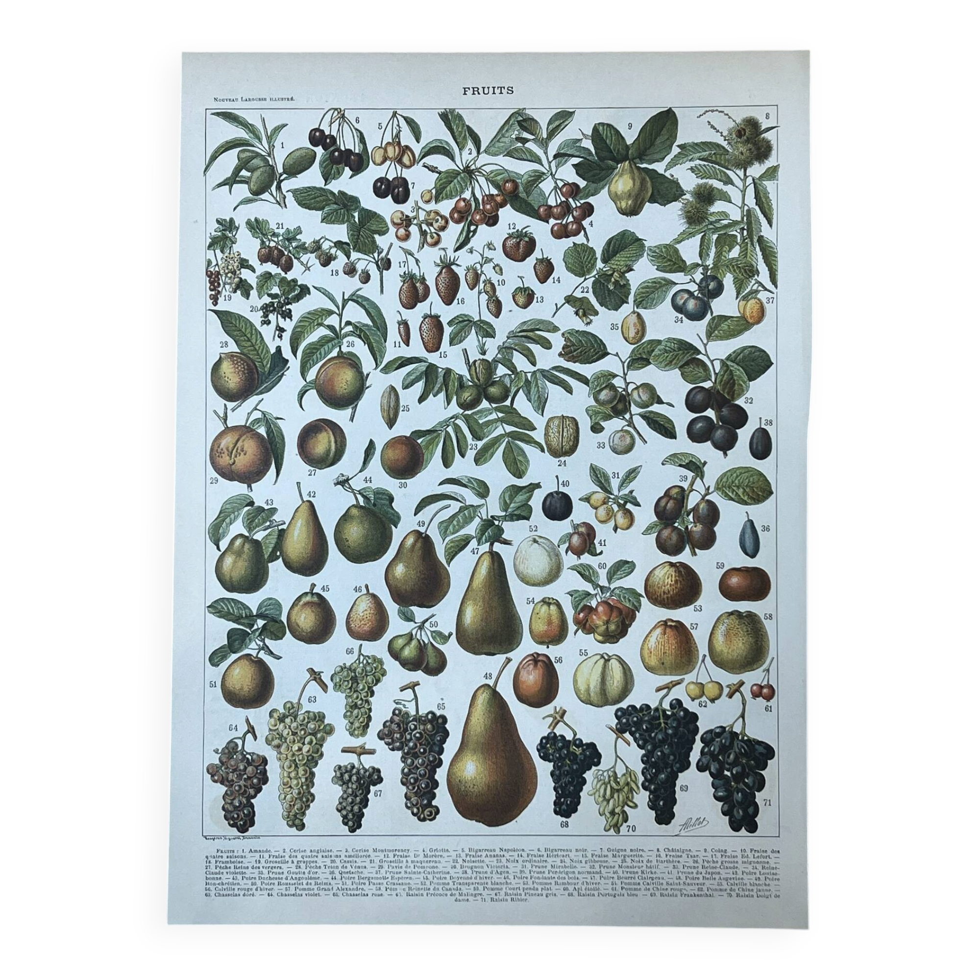 Planche botanique “Fruits” - 30,5x22cm