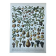 Planche botanique “Fruits” - 30,5x22cm