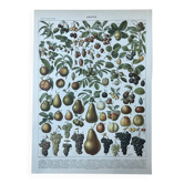 Botanical plate "Fruits" - 30.5x22cm