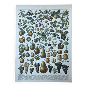 Botanical plate "Fruits" - 30.5x22cm