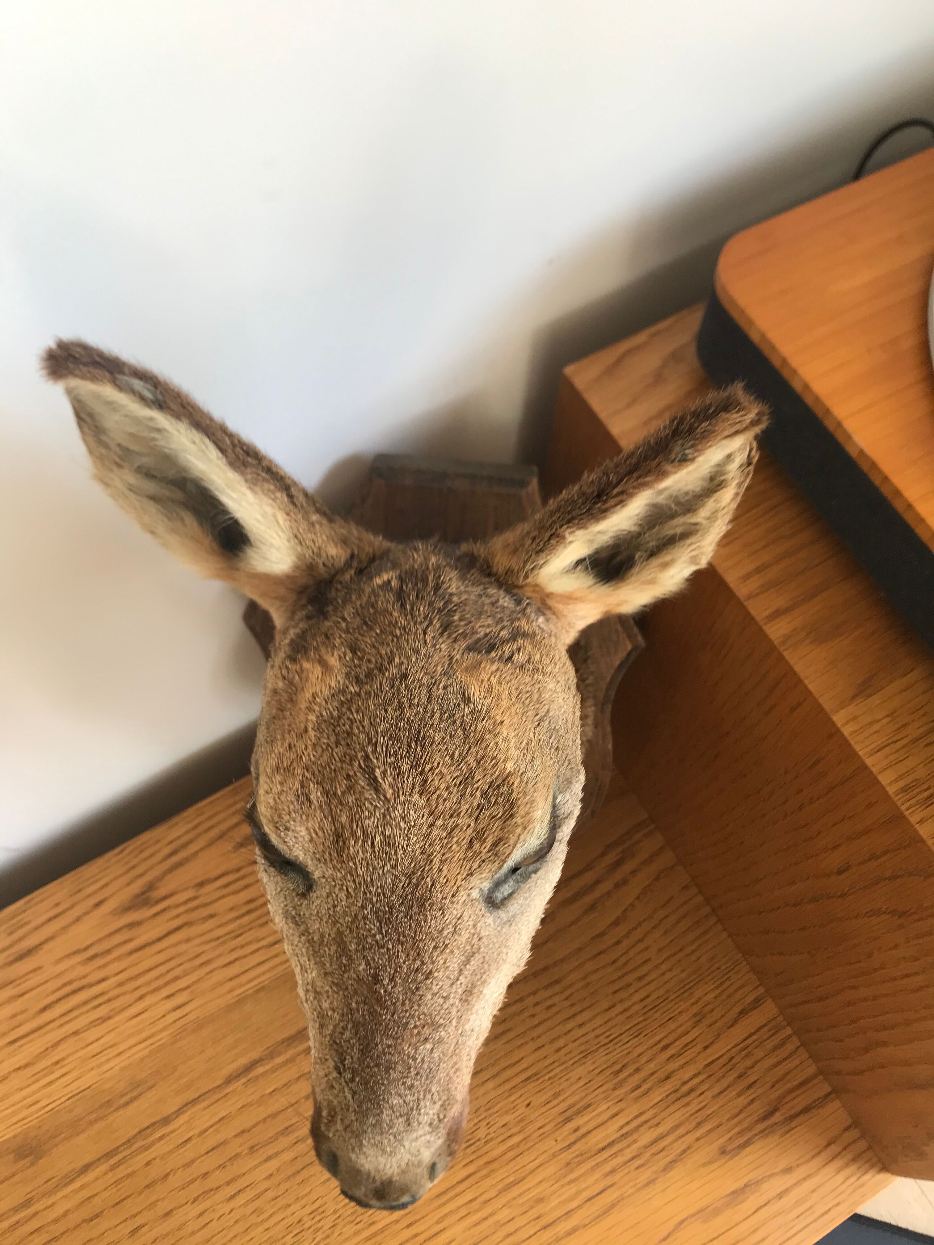 Taxidermy deer head