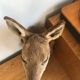Taxidermy deer head