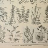 Lithographie ancienne, Plantes méllifères, fleurs, butinage, 1922