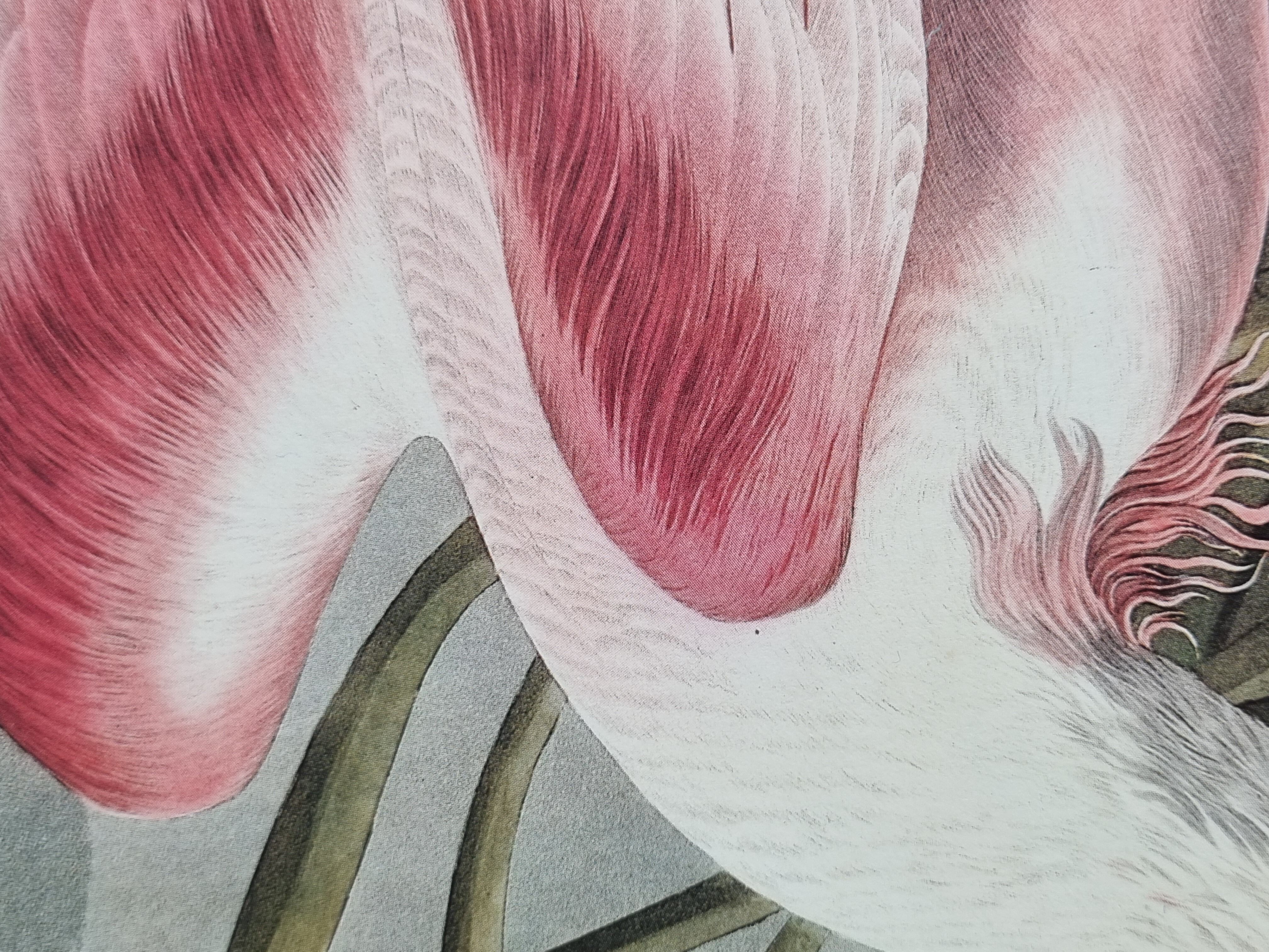 Vintage reproduction after Jean-Jacques Audubon, ornithology, Pink Spatula