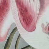 Vintage reproduction after Jean-Jacques Audubon, ornithology, Pink Spatula