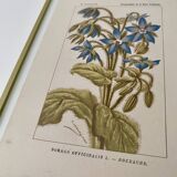 Botanical plate