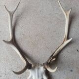 Trophée de cerf