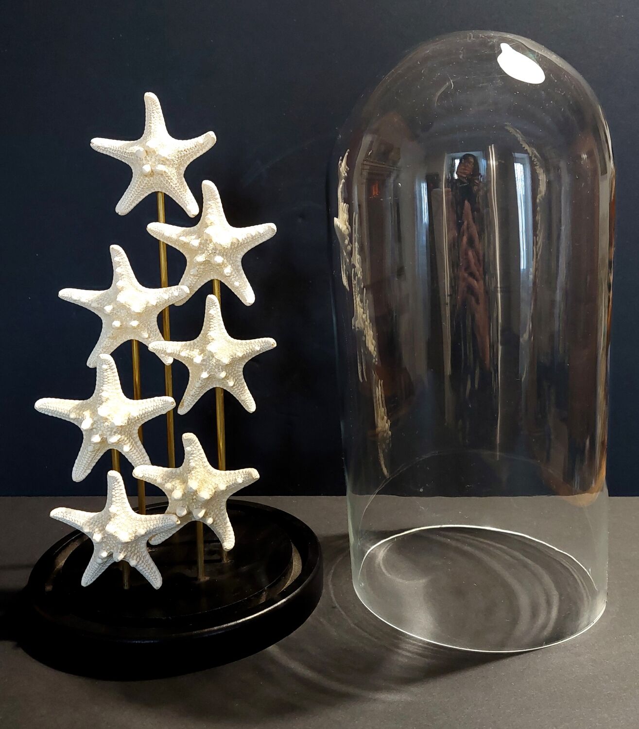 Starfish globe protoreaster nodosus
