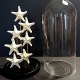 Starfish globe protoreaster nodosus