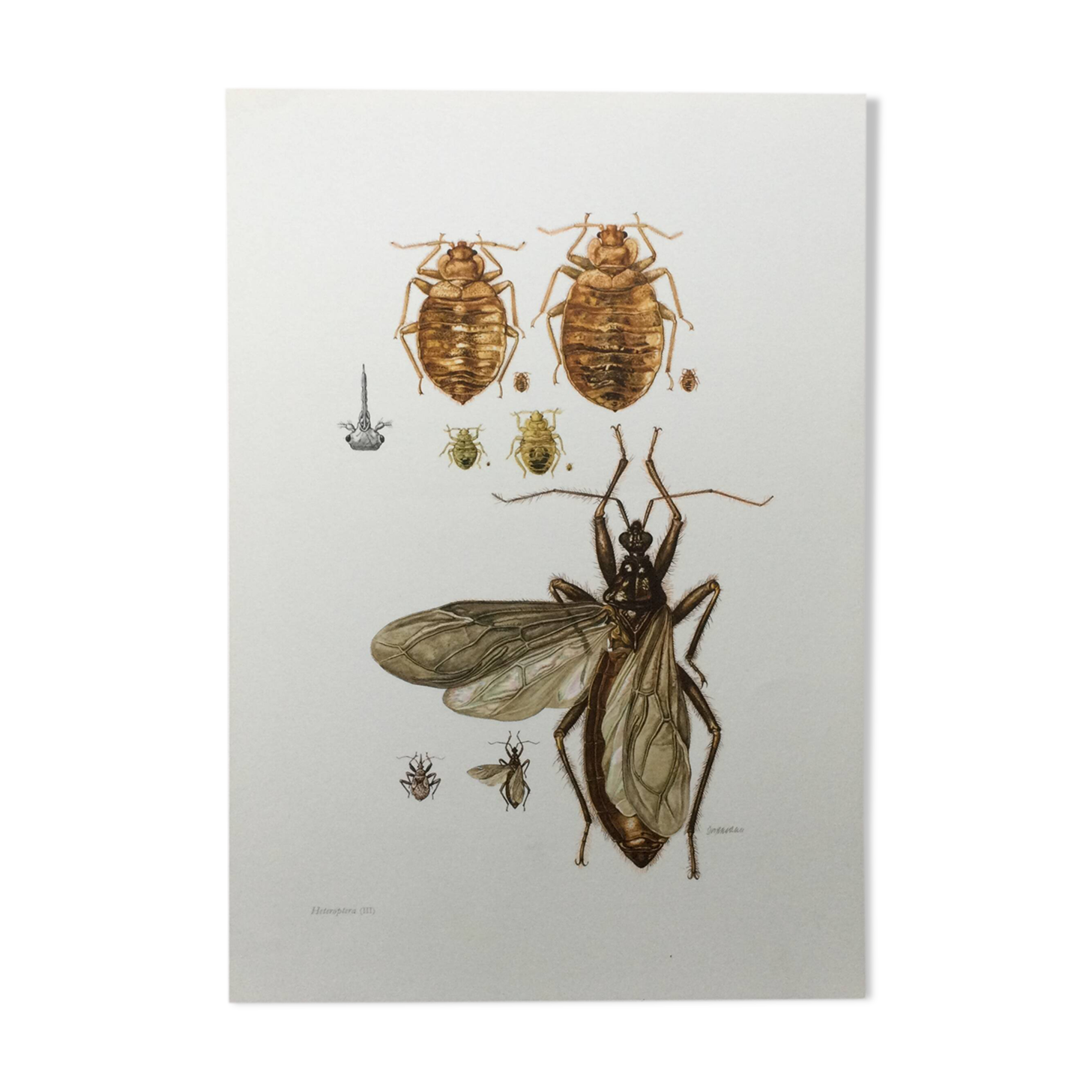 Vintage insect print. Original plate 1969