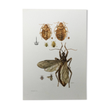 Vintage insect print. Original plate 1969