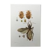 Impression vintage insectes. Planche originale 1969