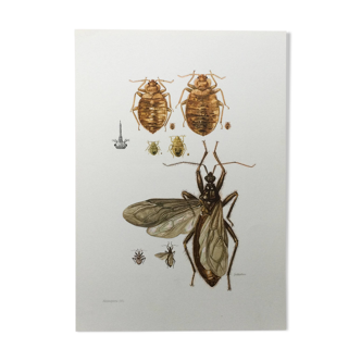 Vintage insect print. Original plate 1969