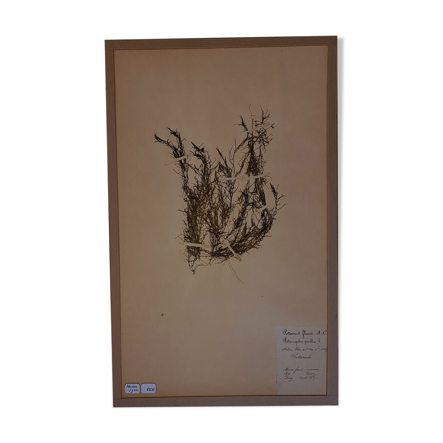 19th herbarium plank