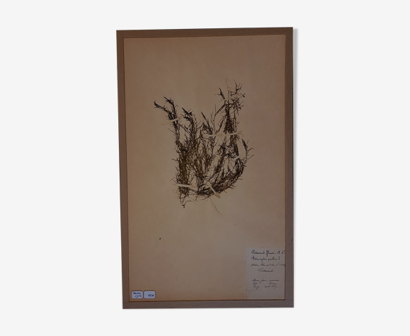 Planche d'herbier 19ème