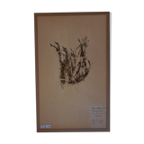 19th herbarium plank