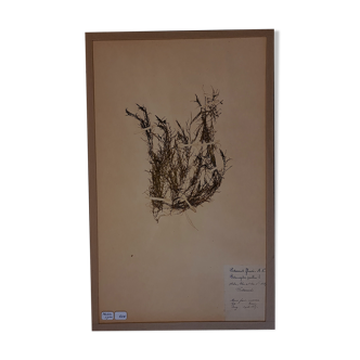 Planche d'herbier 19ème