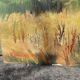 Landscape painting by Tony Reniers