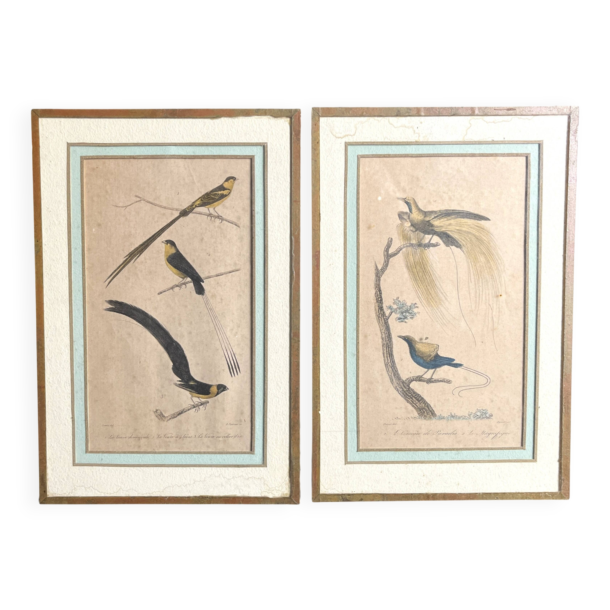 Pair of zoological engravings of birds by Fournier and Perrot, 19th century.