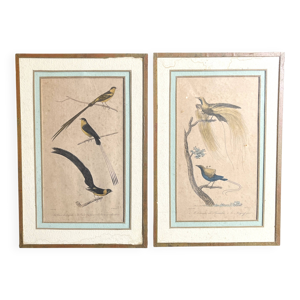 Paire de gravures zoologiques - oiseaux