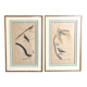 Pair of zoological engravings of birds by Fournier and Perrot, 19th century.