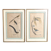 Paire de gravures zoologiques oiseaux Fournier et Perrot XIXème