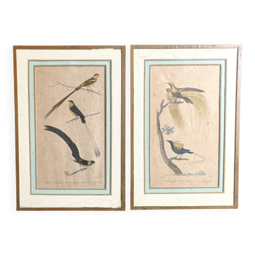 Paire de gravures zoologiques oiseaux Fournier et Perrot XIXème
