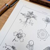 Planche botanique vintage imprimée en 1889, les Fragariées.