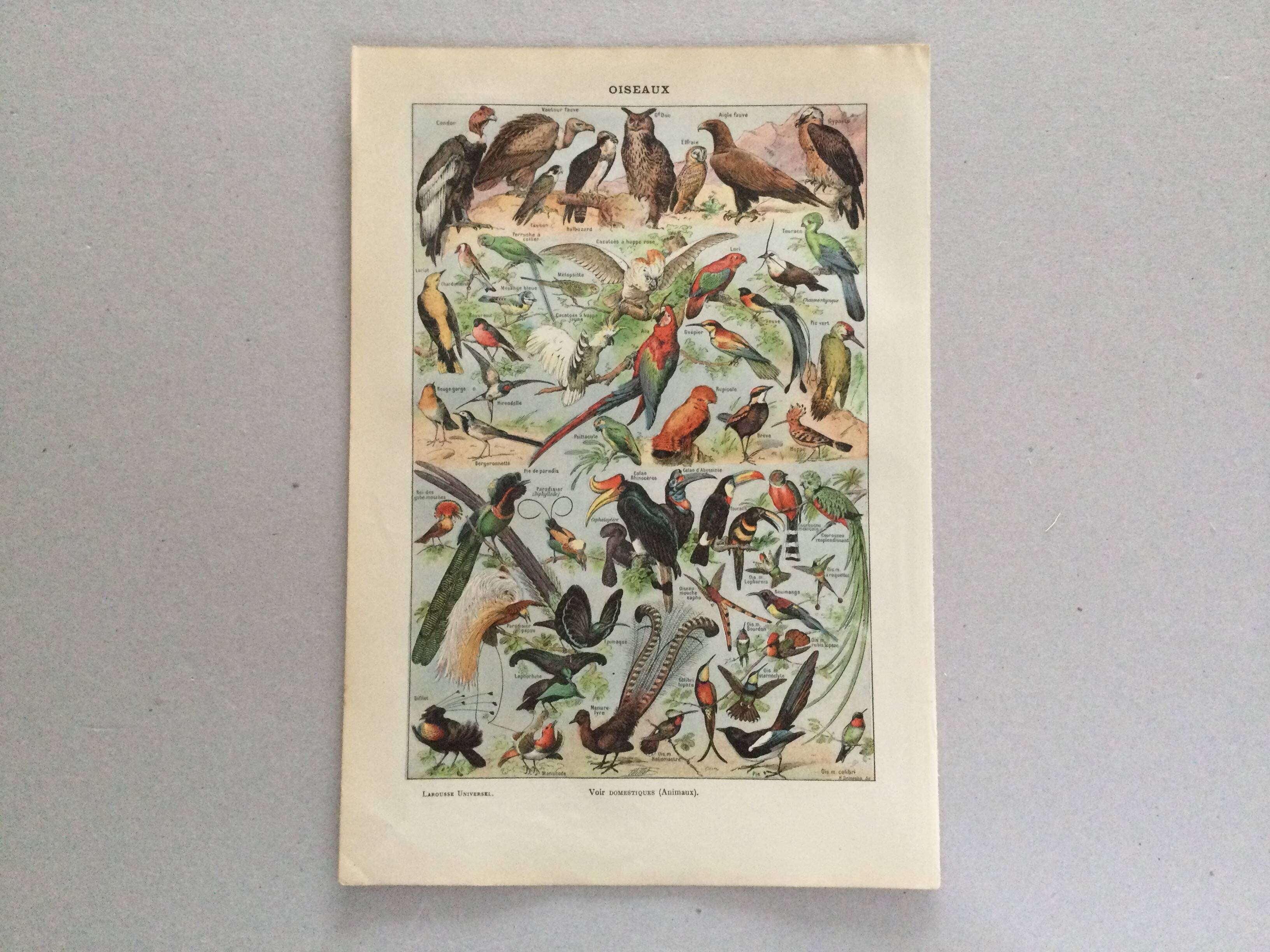 Zoological poster Birds - Vintage print 1912