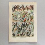 Zoological poster Birds - Vintage print 1912