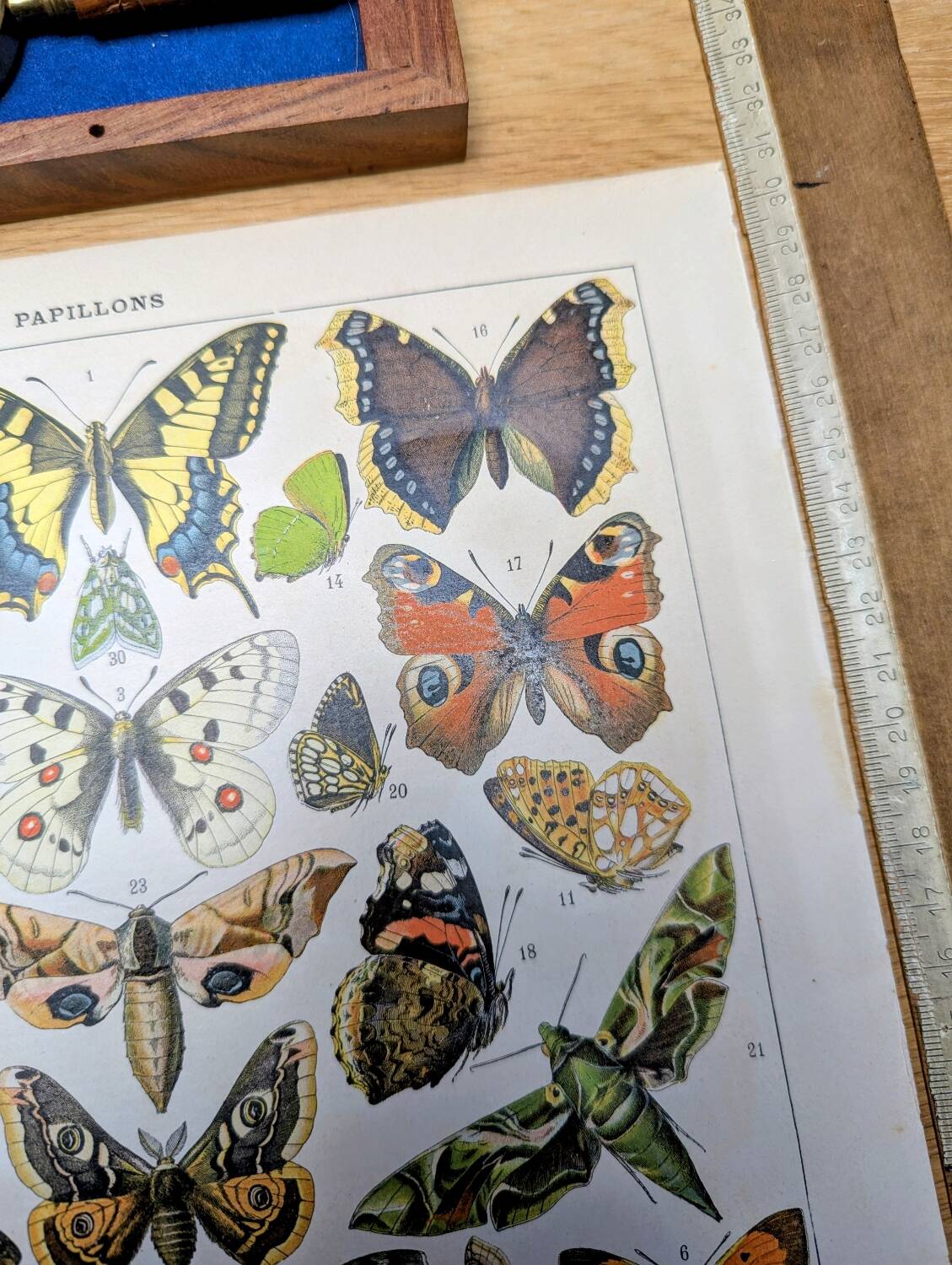 Imprimée en 1905, les papillons. Affiche Entomologique ancienne.