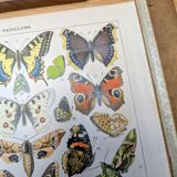Imprimée en 1905, les papillons. Affiche Entomologique ancienne.