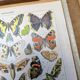 Imprimée en 1905, les papillons. Affiche Entomologique ancienne.