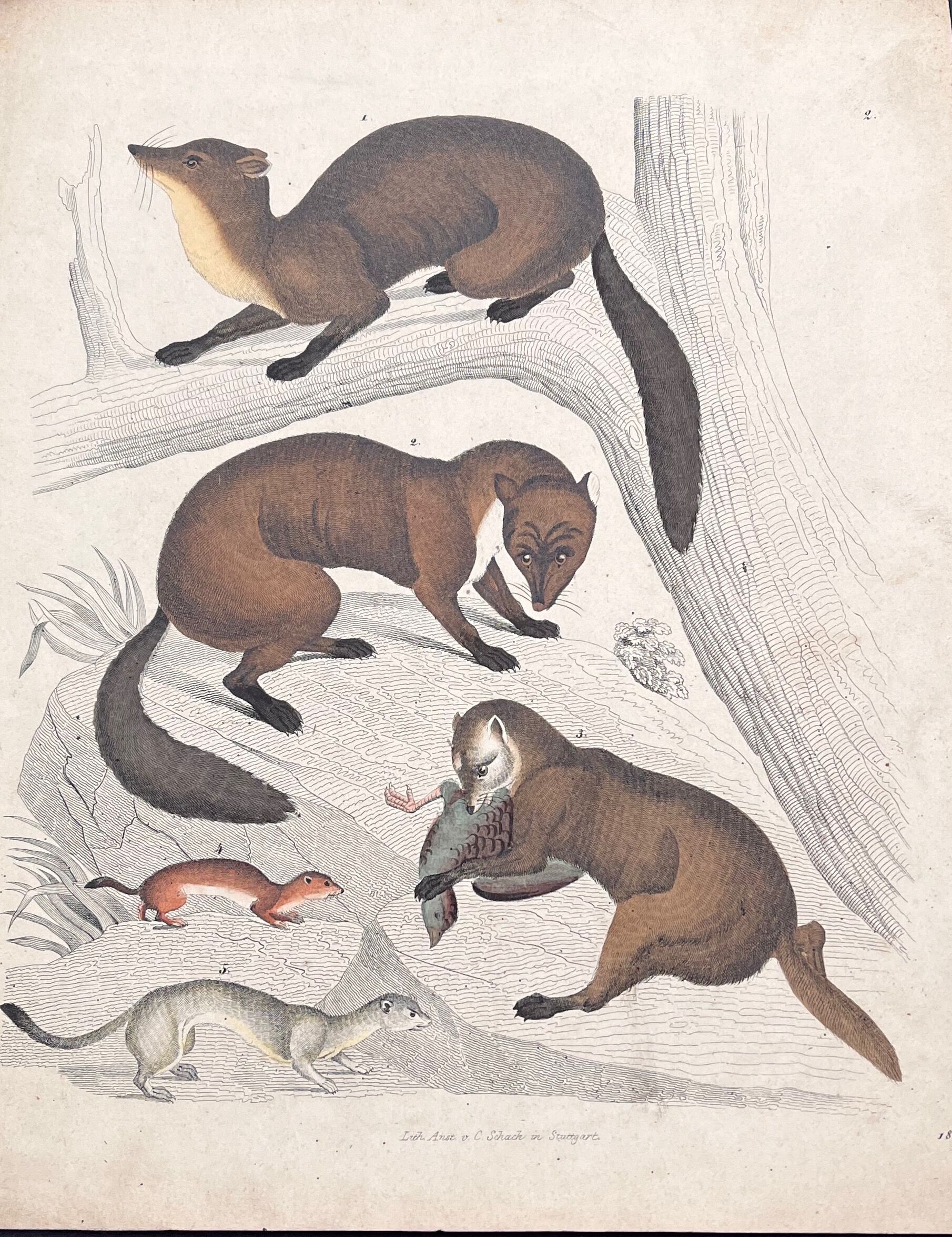 Poster (lithograph) marten and ferret