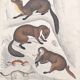 Affiche lithographie martre et furet