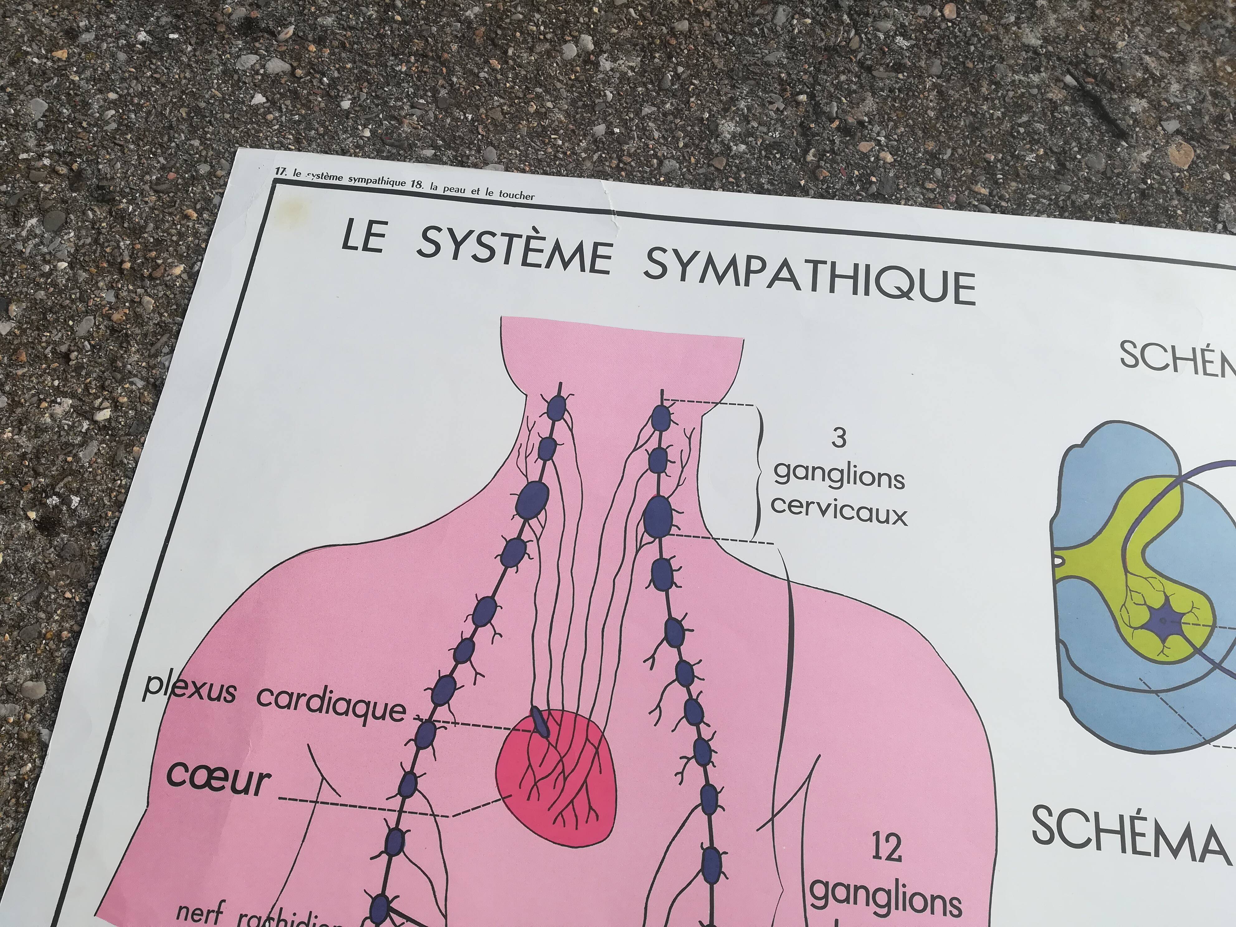 Rossignol school poster N18 the skin and touch / N17 the sympathetic system